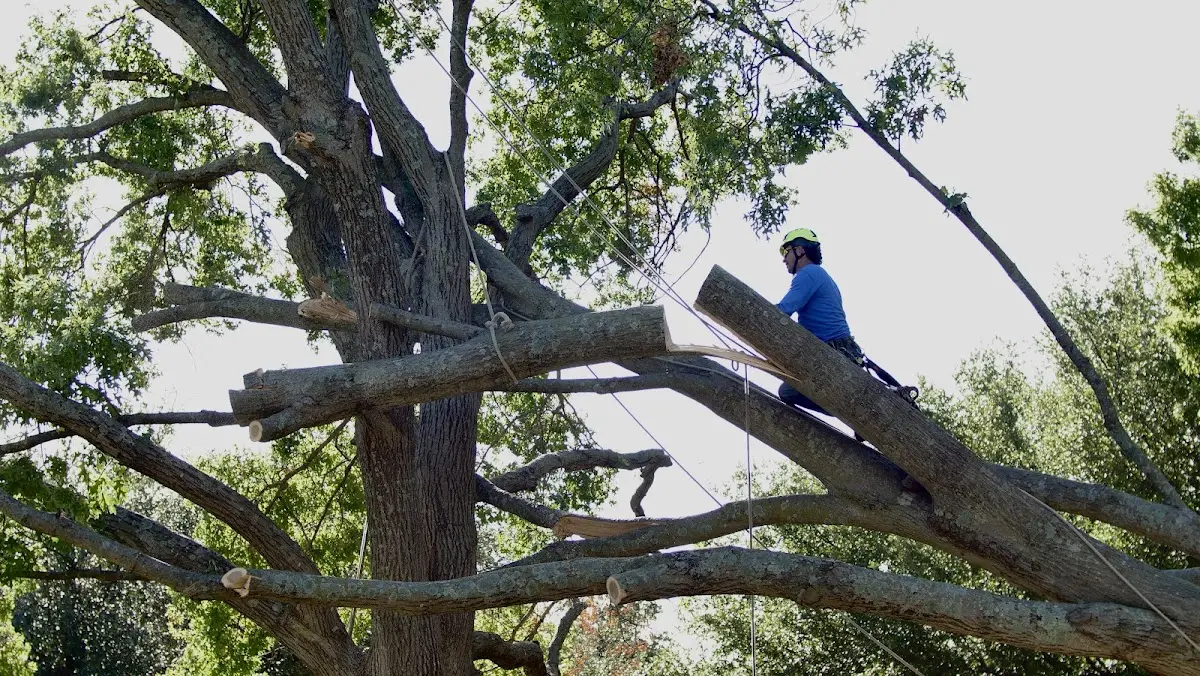 Professional Crown Thinning performed by certified arborists in Shinglehouse